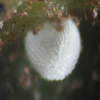 Egg of Bicolour Moonbeam - Philiris fulgens kurandae